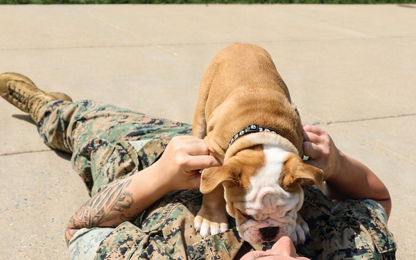 Reveal of Recruit Chesty the XVII