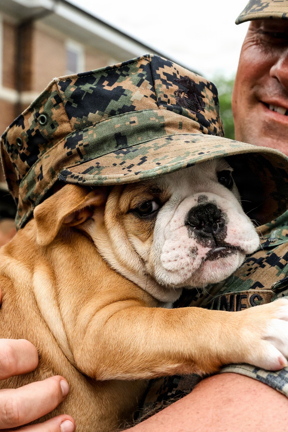 Reveal of Recruit Chesty the XVII