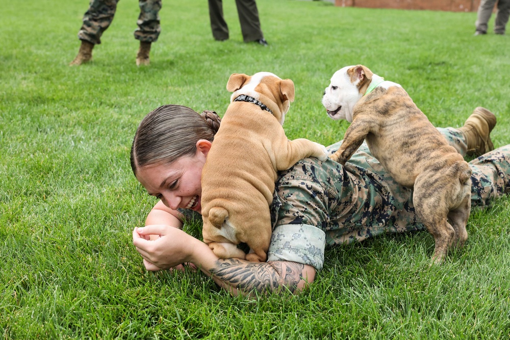 Reveal of Recruit Chesty the XVII