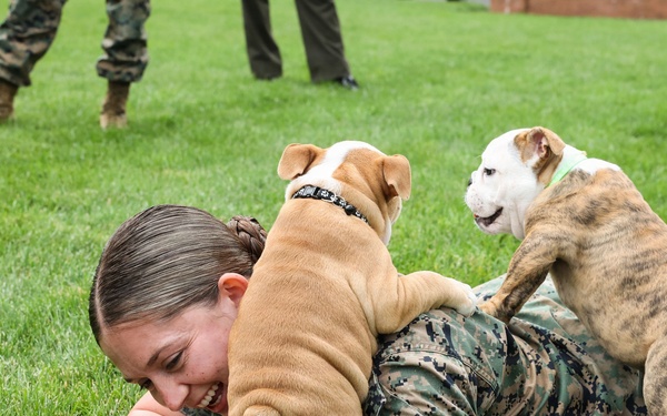 Reveal of Recruit Chesty the XVII