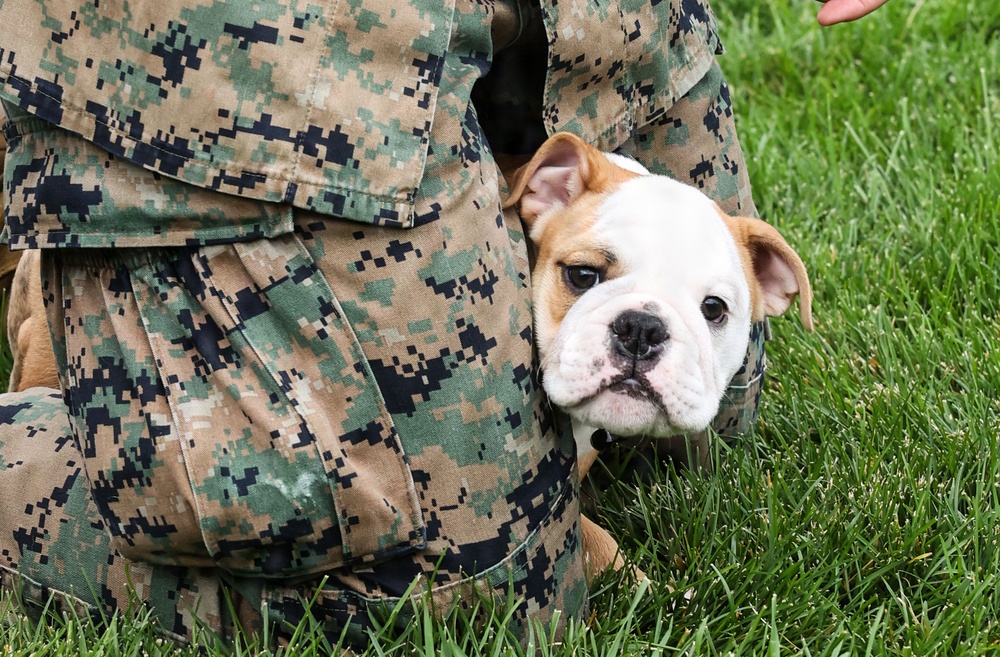 Reveal of Recruit Chesty the XVII
