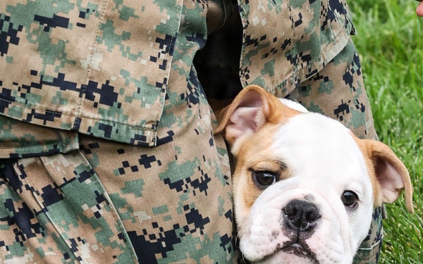 Reveal of Recruit Chesty the XVII