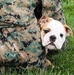 Reveal of Recruit Chesty the XVII