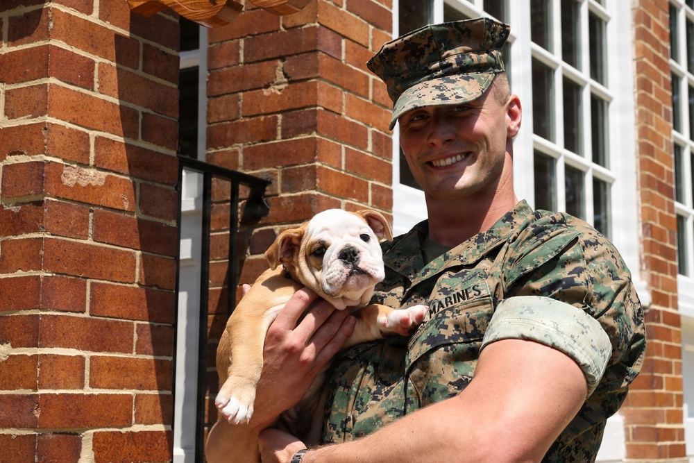 Reveal of Recruit Chesty the XVII