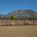 Fort Carson Newcomers PT
