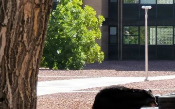 Bears are out – bring trash bins in