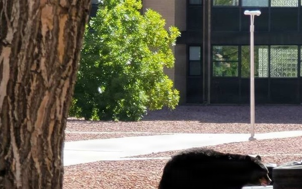 Bears are out – bring trash bins in