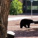 Bears are out – bring trash bins in