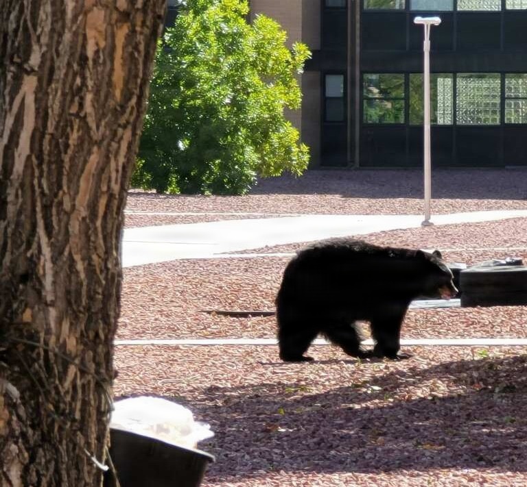 Bears are out – bring trash bins in