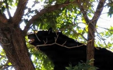 Bears are out – bring trash bins in