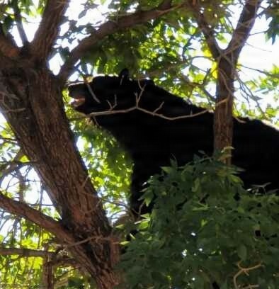 Bears are out – bring trash bins in