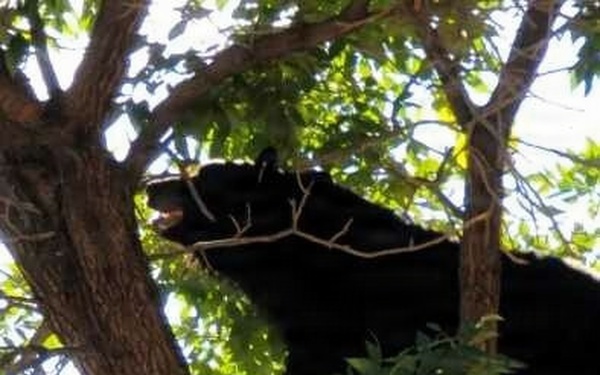 Bears are out – bring trash bins in
