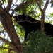 Bears are out – bring trash bins in