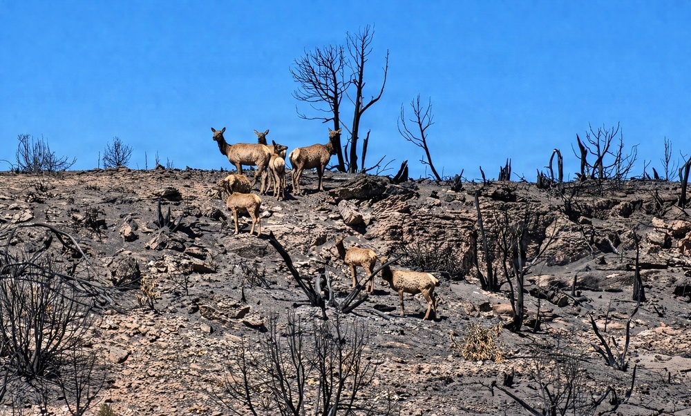 Fort Carson supports recovery following 24 Fire