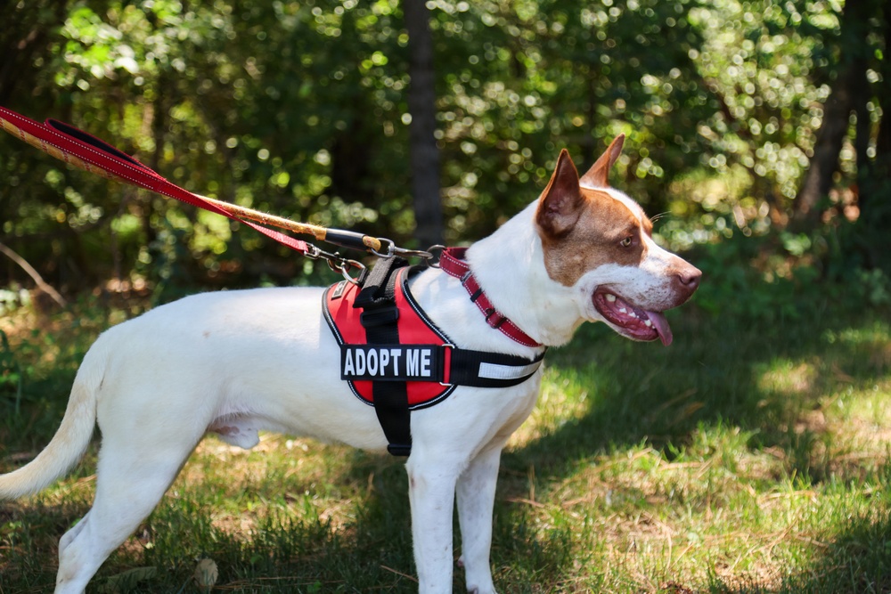 New off-leash dog park at Rend Lake