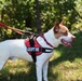 New off-leash dog park at Rend Lake