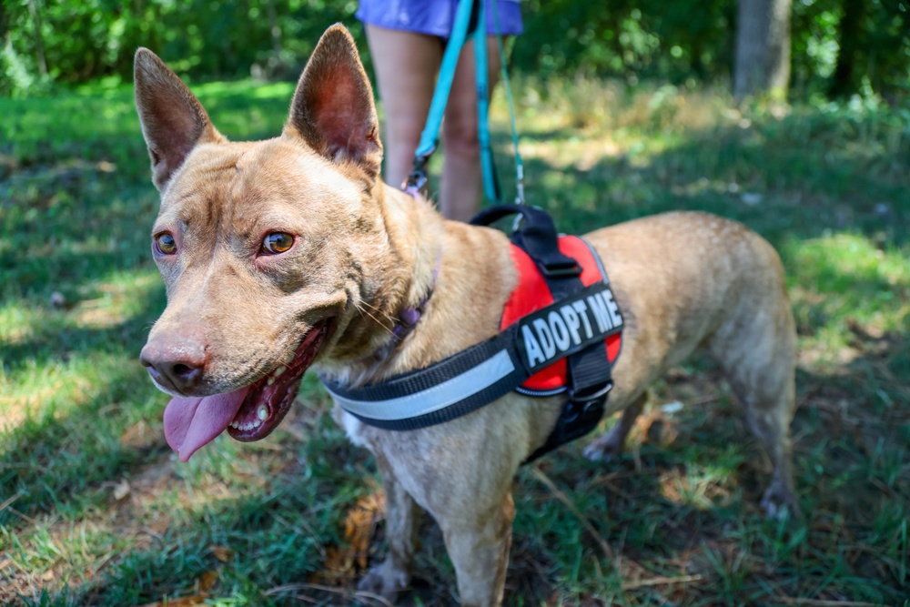 New off-leash dog park at Rend Lake