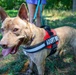 New off-leash dog park at Rend Lake
