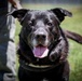 New off-leash dog park at Rend Lake