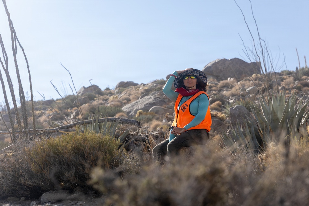 Marines Partner with State and Federal Agencies for Endangered Desert Bighorn Sheep