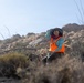 Marines Partner with State and Federal Agencies for Endangered Desert Bighorn Sheep