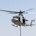 Marines Partner with State and Federal Agencies for Endangered Desert Bighorn Sheep