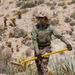 Marines Partner with State and Federal Agencies for Endangered Desert Bighorn Sheep