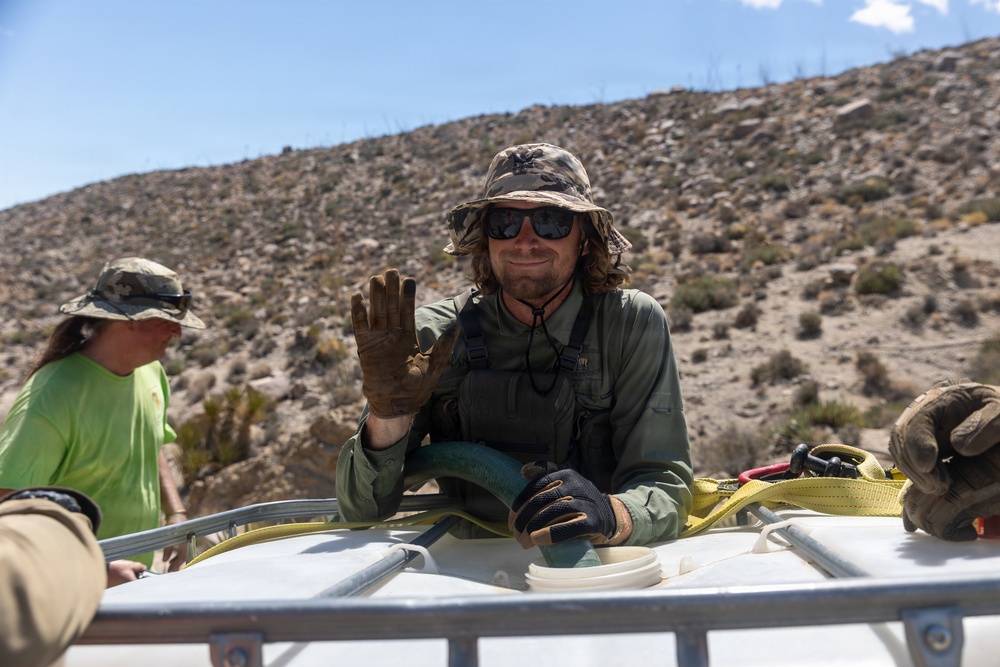 Marines Partner with State and Federal Agencies for Endangered Desert Bighorn Sheep