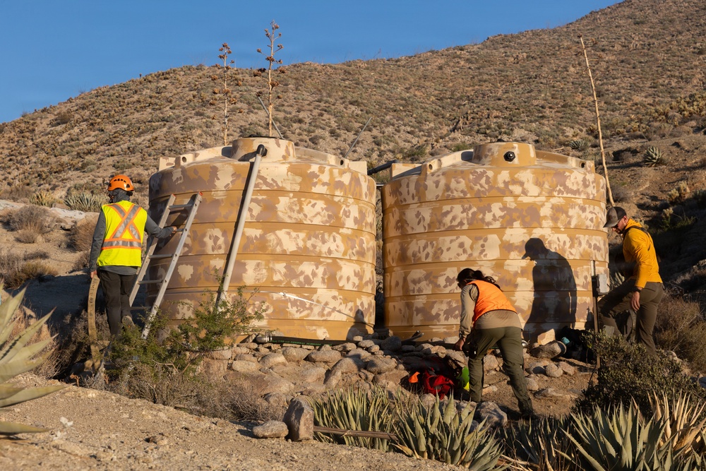 Marines Partner with State and Federal Agencies for Endangered Desert Bighorn Sheep