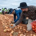 Kunsan Airmen volunteer to help local farmers