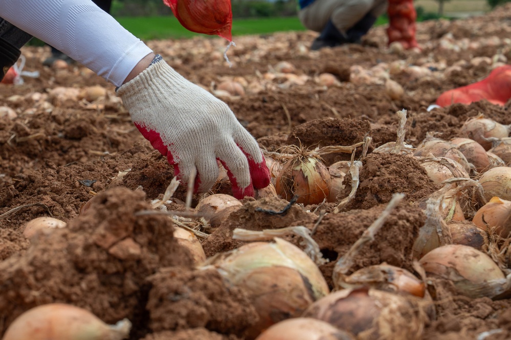 Kunsan Airmen volunteer to help local farmers