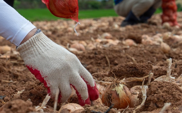 Kunsan Airmen volunteer to help local farmers