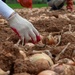 Kunsan Airmen volunteer to help local farmers