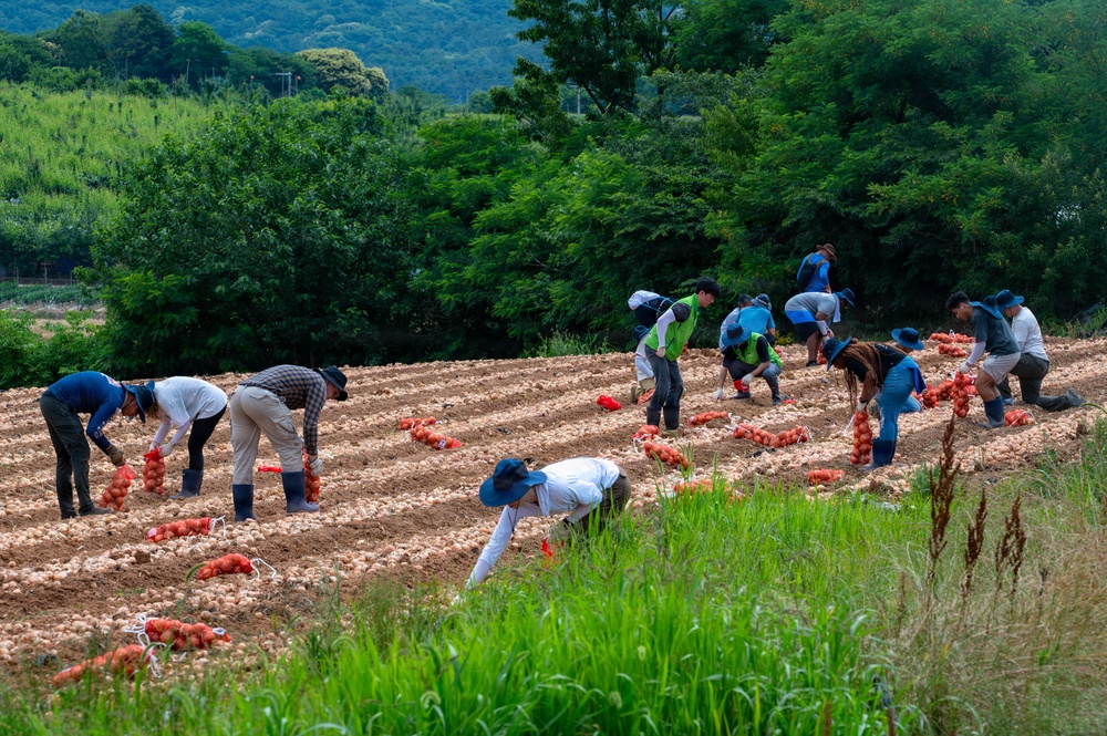 Kunsan Airmen volunteer to help local farmers