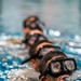 Navy students learn water survival