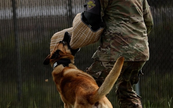 2026 06 08 T2COM Military Working Dog Certification
