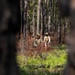 Advanced Infantry Training Company Participates in a Live Fire Exercise