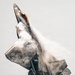 F-22 Demonstration Team performs for 2026 Dayton Airshow