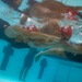 Warrior Games 2026 Swim Competition