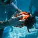 4th Combat Camera Squadron trains on underwater photography capabilities