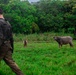 3rd Littoral Combat Team participates in a jungle survival exercise in the Philippines