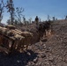 Predator’s Walk 26: US Marines with B Co. conduct squad attack drills