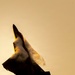 F-22 Aerial Demonstration Team brings the fun to SUN 'n FUN Aerospace Expo