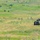 U.S. Marines and allied forces confuct live fire exercise during Sea Breeze 26 in Romania