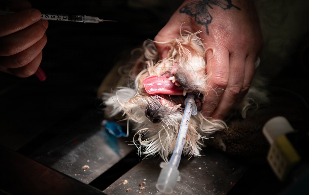 Base veterinarians care for Offutt's furry friends