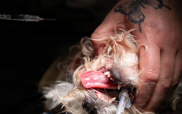 Base veterinarians care for Offutt's furry friends
