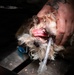 Base veterinarians care for Offutt's furry friends