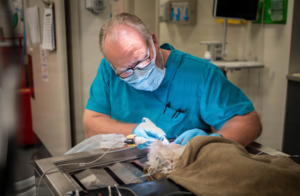 Base veterinarians care for Offutt's furry friends