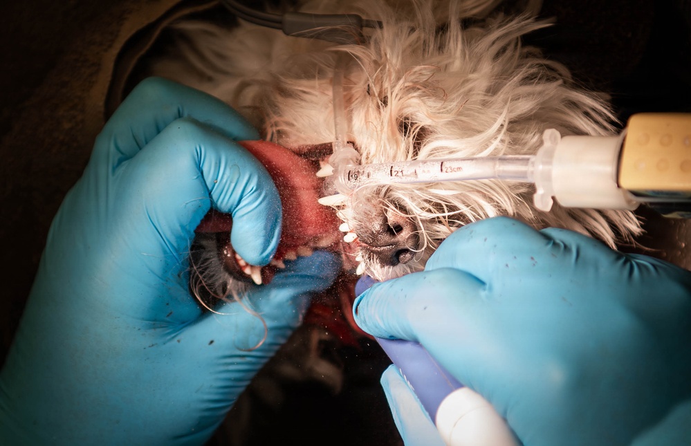 Base veterinarians care for Offutt's furry friends