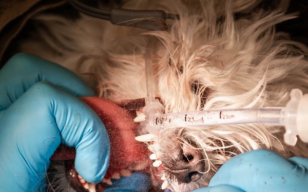Base veterinarians care for Offutt's furry friends